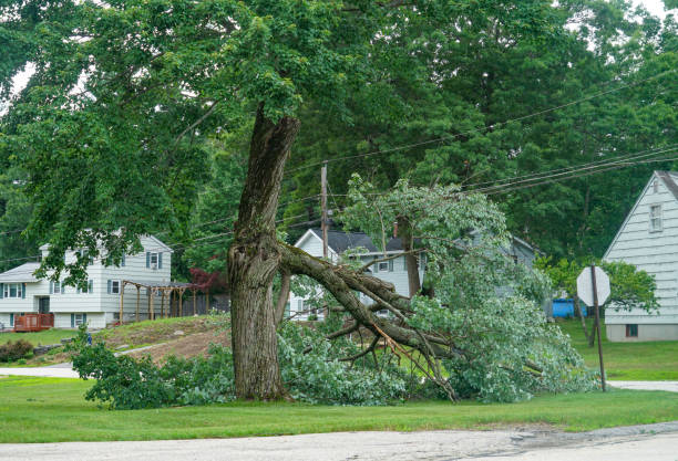 How Our Tree Care Process Works  in  Thomson, GA